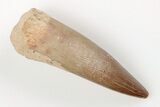 1.6" Fossil Plesiosaur (Zarafasaura) Tooth - Morocco - #201944-1